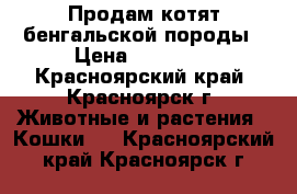 Продам котят бенгальской породы › Цена ­ 10 000 - Красноярский край, Красноярск г. Животные и растения » Кошки   . Красноярский край,Красноярск г.